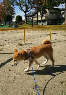 android-20151110143747.jpg